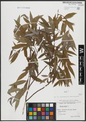 Foto von Salix alba L.